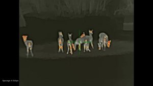 Ночная охота на кабана с прицелом iRay Saim SCP 19W