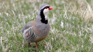 Овози Наркабк.