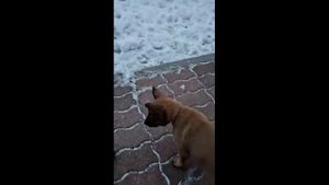 Щенки Малинуа видео ряд