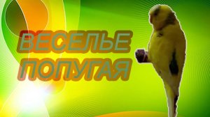 БЕЗУДЕРЖНОЕ ВЕСЕЛЬЕ ПОПУГАЯ! КАК ВЕСЕЛИТСЯ ПОПУГАЙ!