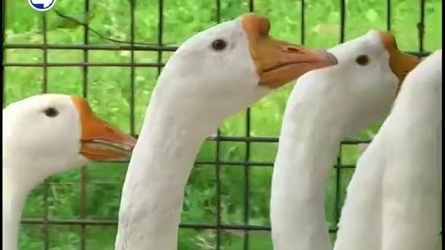 Гусиные бега. Гусиные бега