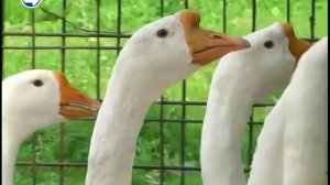 Гусиные бега