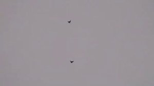 Николаевские голуби Донецка 3.11.2012г.