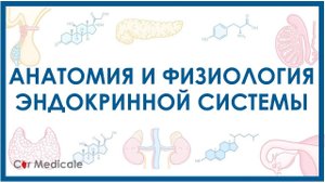 Эндокринная система кратко - основные железы и гормоны, физиология и анатомия