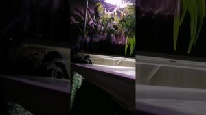 Фитофильтр для аквариума #аквариумистика #фитофильтр #решение #проблемы #аквариума #