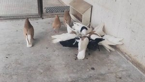 Ижевские голуби  и минералка)))