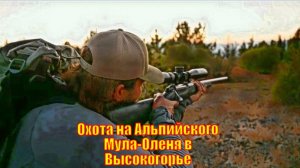 Охота на Альпийского Мула-Оленя в Высокогорье