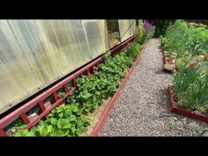 Готовим клубнику к зиме.