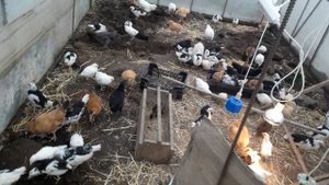 🌻🌻🌻СОДЕРЖАНИЕ ЦЫПЛЯТ И ДРУГОЙ ПТИЦЫ В ТЕПЛИЦЕ 🌻🌻🌻