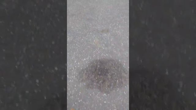 Выгуливаем собаку смотреть онлайн