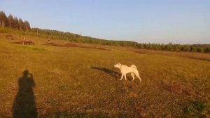 Собака лает на деревянного медведя