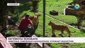 Кокаиновые бегемоты Пабло Эскобара Биолог Дмитрий Сафонов