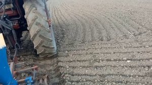 Посадка чеснока в 2024 году