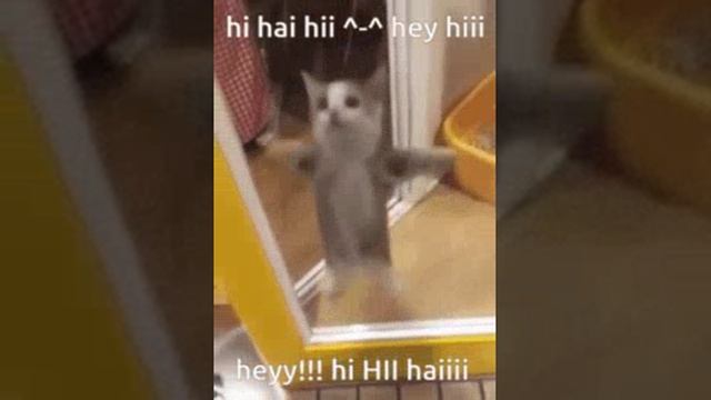 котик котик мяу мяу лапки лапки Вау вау котик котик мяу-мяу ты милый такой м