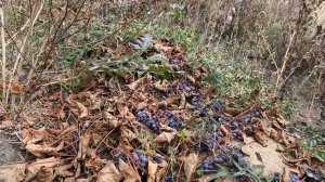 Виноград Русский зимостойкий селекции Пискуновых. Фрагмент. 8 октября 2021