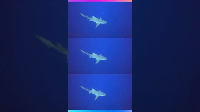 Aquatic Hunt - Scuba Diving with Sharks - Bull Shark and Lemon Sharks смотреть онлайн