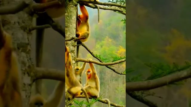 Snub Nosed Monkey Extinct.