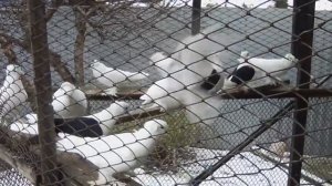 Голуби Омска часть 1
