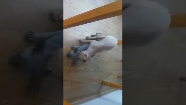 Кошачьи ласки😉🙀😻😹
