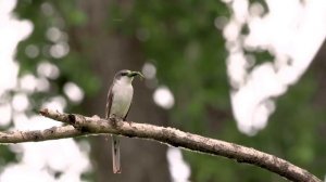 Серый личинкоед.
