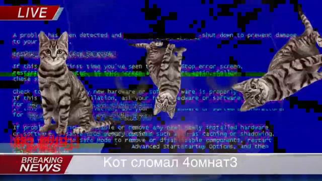 Кошачьи новости [кошачий мир #1]