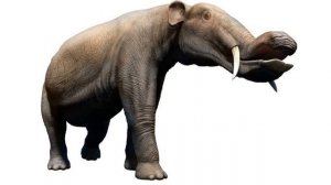 platybelodon
