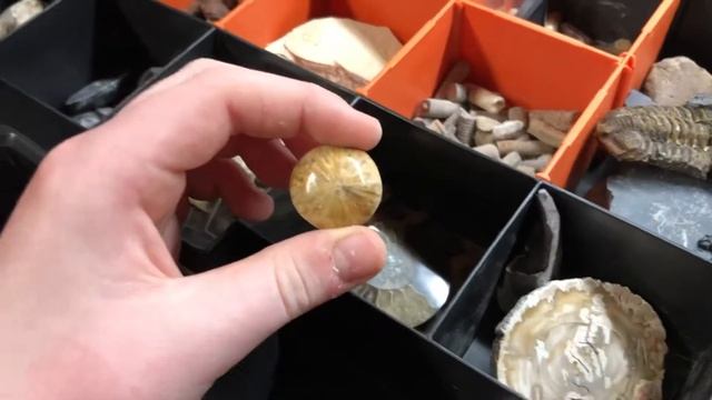 Fossils
