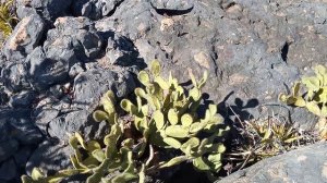 olha como é lindo aqui em cima do morro pessoal e comenta ai tem algum flamenguista como eu?