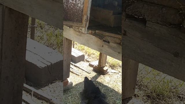 Спаниель пугает ушами кроликов