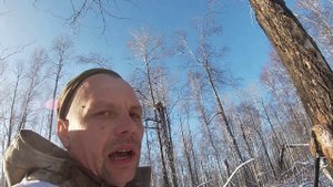 РУССКО -ЕВРОПЕЙСКАЯ ЛАЙКА.ОХОТА НА КУНИЦУ.ПУЛЯ ЗДАЛА ЭКЗАМЕН.