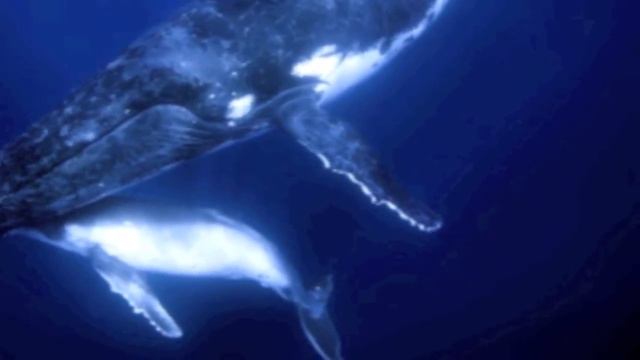 Whale Song and Whale Sounds Underwater смотреть онлайн