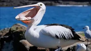 Ну и птица,  пеликан