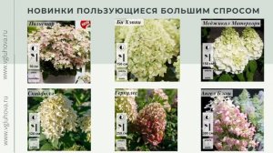 Вера Глухова – Гортензия от А до Я. Часть 2.