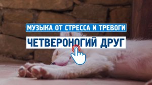 Четвероногий друг \ Музыка от стресса и тревоги \ Спокойная, успокаивающая музыка