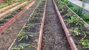 Картофельная стрижка