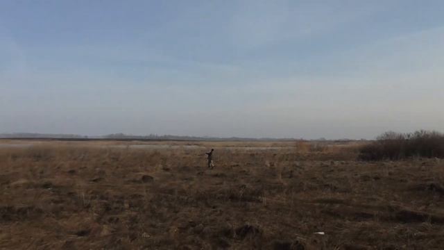 Тренировка Сокола на вабиле