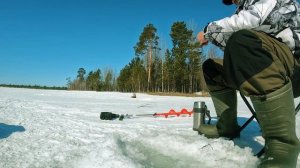 УНИКАЛЬНЫЙ СЛУЧАЙ НА РЫБАЛКЕ.  ЛИСИЦЫ НАПАЛИ НА МОЮ РЫБУ.