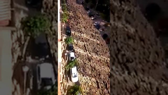 Бараны идут на рамсы
