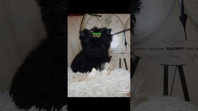 щенки цветные йорки. Color york.#coloryorkshire#puppies #щенки #dog #