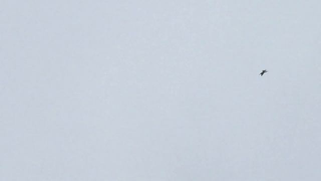 #Pigeon.Бой голубей с выходом в столб.
