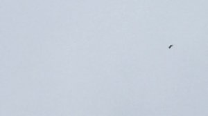 #Pigeon.Бой голубей с выходом в столб.