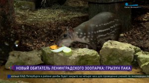 Пака по имени Гринхарт -  новый обитатель Ленинградского зоопарка