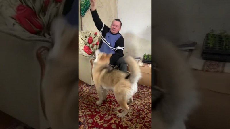 Сильная девчонка Лиска #хаски #щенок #собака #БрюликиЛиска #puppy #dog #funnydogs