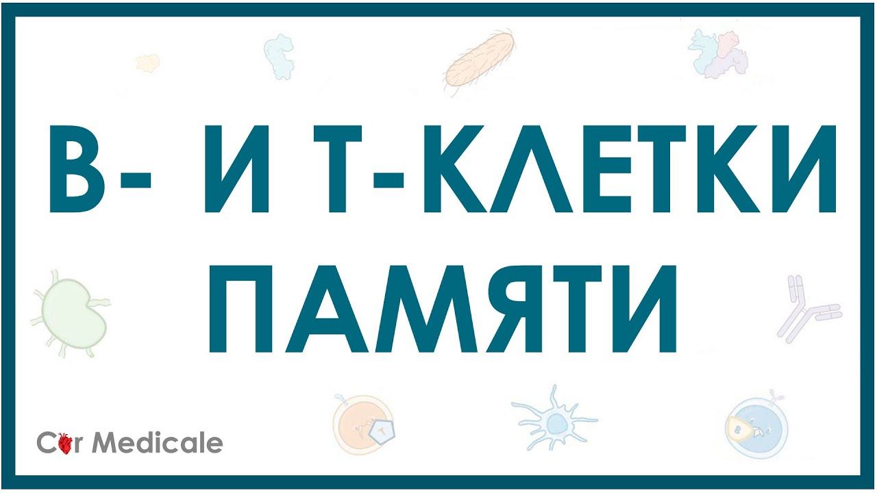 В- и Т-клетки памяти смотреть онлайн