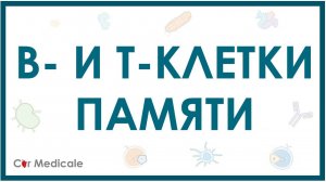 В- и Т-клетки памяти