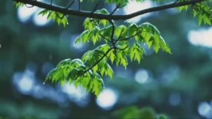 Surah Ar Rahman | Omar hisham al arabi | Calming recitation