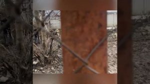 Притравка ЗСЛ по кабану