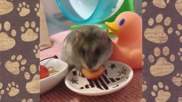 СЕМА СМЕШНАЯ ОЗВУЧКА! ПРИКОЛЫ С ХОМЯЧКАМИ ДЖУНГАРИКАМИ