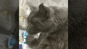 Мейн кун чистит зубы