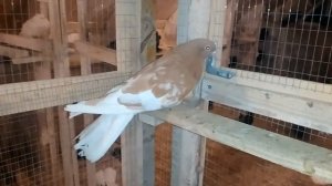 Кировоградские Ржавые голуби.ПРОДАЮ.+380677051219